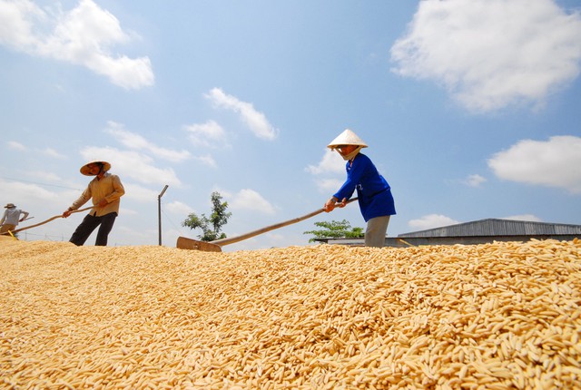 Giá lúa gạo tăng kỷ lục, chuyên gia khuyên người nông dân đừng chạy theo sản lượng - Ảnh 2.