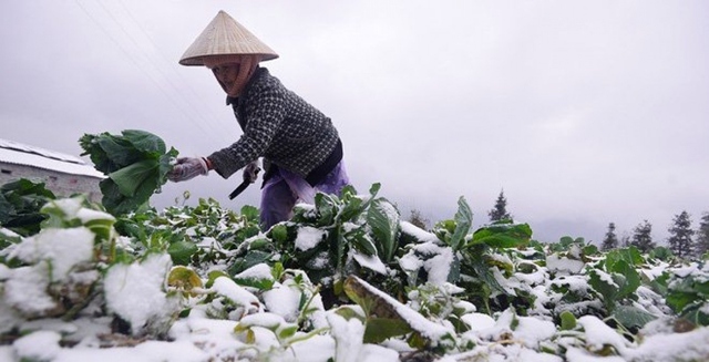 Mùa đông năm 2023-2024, số ngày rét đậm, rét hại xu hướng xảy ra ít hơn so với trung bình nhiều năm.