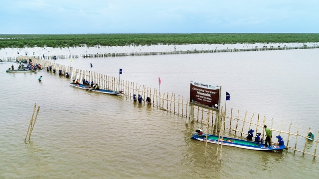 Đẩy mạnh dự án “CÁNH RỪNG NET ZERO VINAMILK”, Vinamilk khoanh nuôi tái sinh 25ha rừng ngập mặn Cà Mau - Ảnh 2.