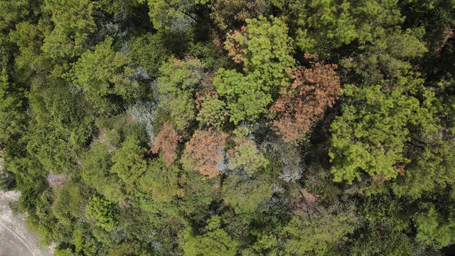 2.000ha rừng thông trụi lá vì bị sâu róm phá hoại - Ảnh 1.