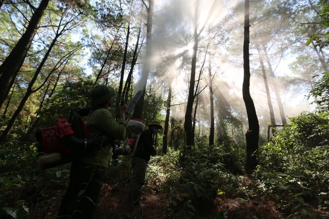 2.000ha rừng thông trụi lá vì bị sâu róm phá hoại - Ảnh 4.