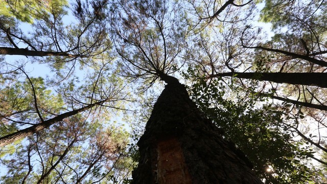 2.000ha rừng thông trụi lá vì bị sâu róm phá hoại - Ảnh 2.