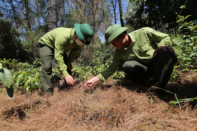 2.000ha rừng thông trụi lá vì bị sâu róm phá hoại - Ảnh 7.