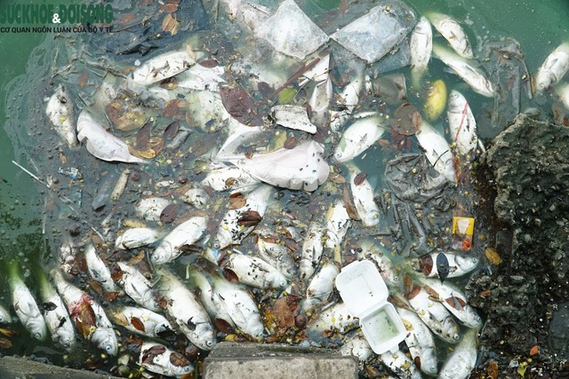 Mỗi ngày tại Hồ Tây thu gom được 50kg cá chết - Ảnh 3.