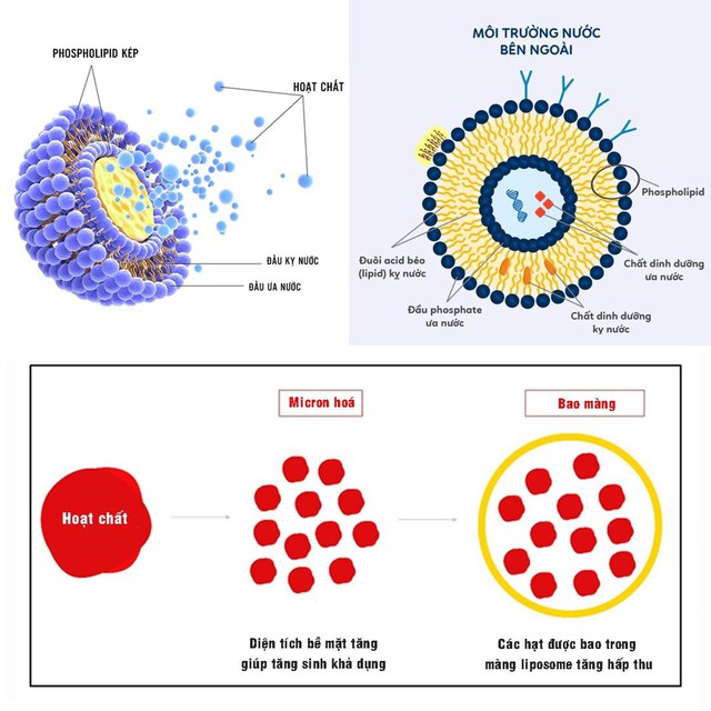 Công nghệ liposome và ứng dụng trong bào chế sắt sinh học - Ảnh 1.