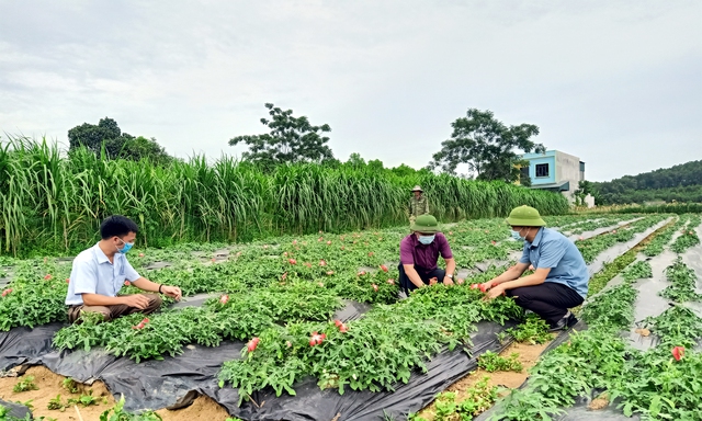 Hội Đông y Thái Nguyên phát huy mô hình thầy tại chỗ, thuốc tại vườn, chữa bệnh tại gia - Ảnh 2.