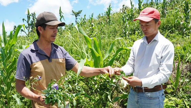 Phát triển vùng chuyên canh cây dược liệu tại Quảng Ngãi - Ảnh 2.