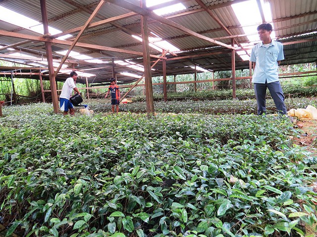 Lồng ghép 3 Chương trình mục tiêu quốc gia tại mô hình trồng cây dược liệu tại Bắc Trà My - Quảng Nam - Ảnh 1.