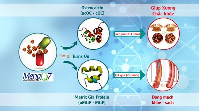 Sắp diễn ra Hội thảo khoa học: “MenaQ7 (Vitamin K2) với sức khỏe xương và tim mạch 2023” tại Hà Nội - Ảnh 2.