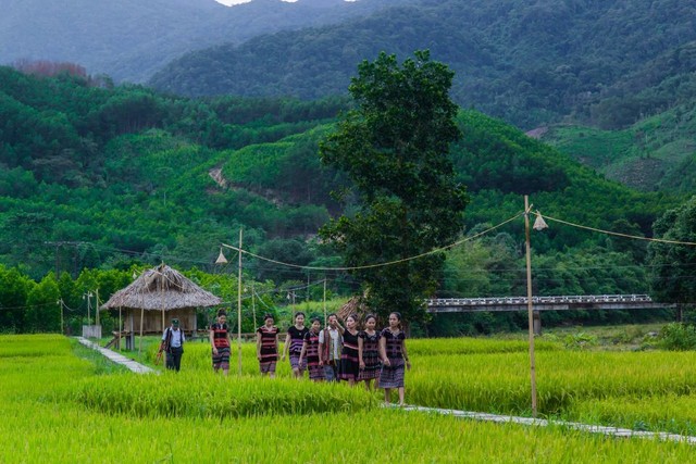 Huyện A Lưới – Thừa Thiên Huế: Mở rộng phát triển trồng cây dược liệu quý - Ảnh 2.