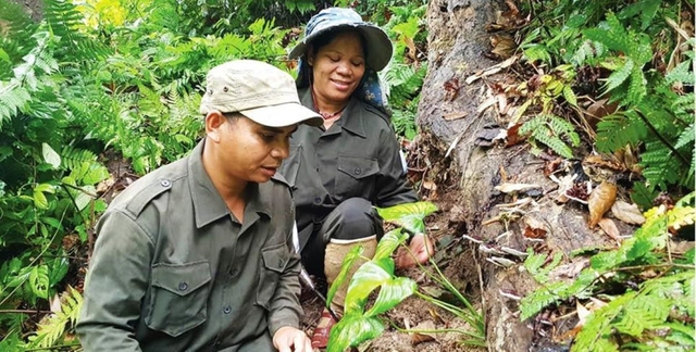 Huyện A Lưới – Thừa Thiên Huế: Mở rộng phát triển trồng cây dược liệu quý - Ảnh 3.