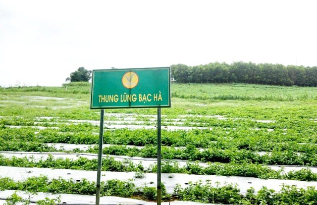 Đưa dược liệu thành cây trồng chủ lực, giúp người dân vùng cao thoát nghèo - Ảnh 1. Đưa dược liệu thành cây trồng chủ lực, giúp người dân vùng cao thoát nghèo - Ảnh 1.