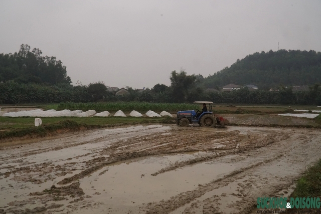 Nguy cơ hạn hán, trâu bò ra giữa lòng hồ gặm cỏ- Ảnh 1.