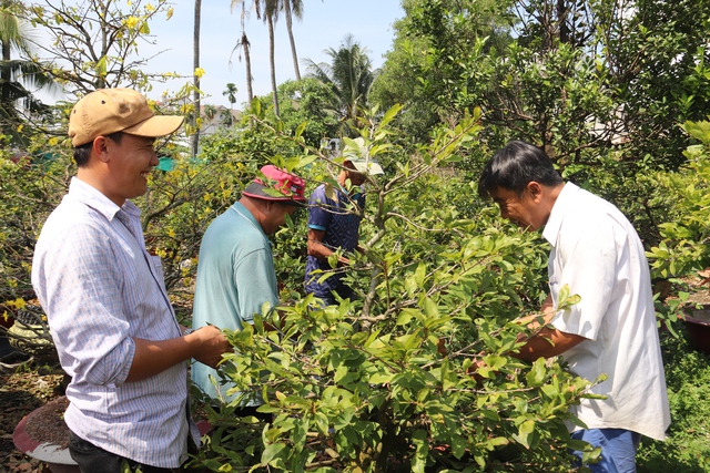 Làng mai Thủ Đức tất bật xuống lá, tỉa cành đón Tết- Ảnh 1.