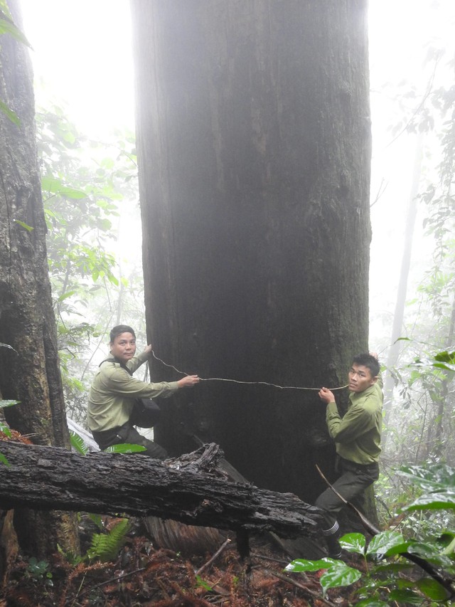 'Báu vật' giữa đại ngàn rừng nguyên sinh ở Nghệ An- Ảnh 2.
