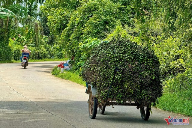 Giá tăng kỷ lục, 1 tấn cau tươi bằng cả lượng vàng- Ảnh 9.