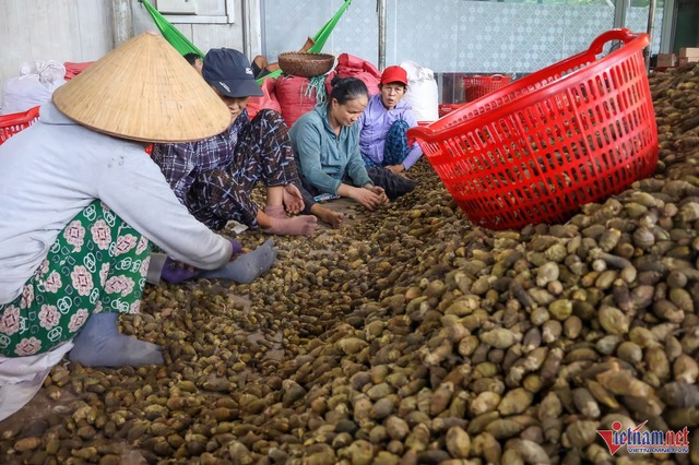 Giá tăng kỷ lục, 1 tấn cau tươi bằng cả lượng vàng- Ảnh 4.