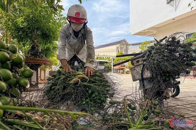 Giá tăng kỷ lục, 1 tấn cau tươi bằng cả lượng vàng- Ảnh 2.