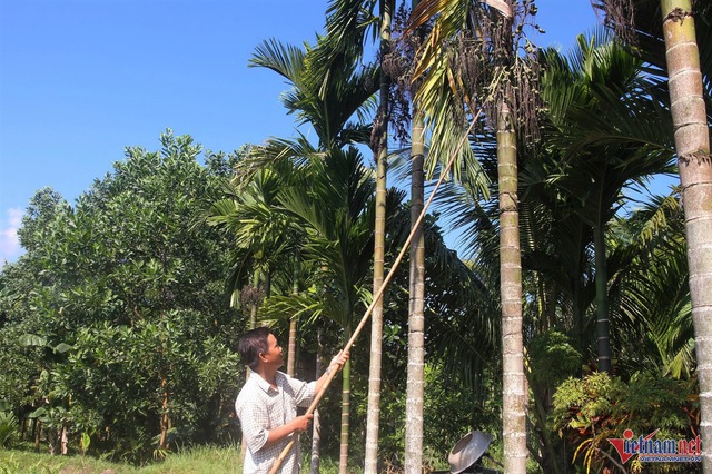 Giá tăng kỷ lục, 1 tấn cau tươi bằng cả lượng vàng- Ảnh 1.