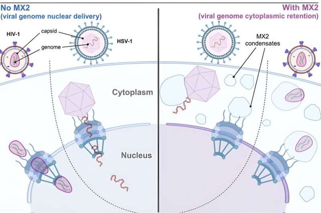 Khám phá ra cách một loại protein chống lại HIV và herpes- Ảnh 1.