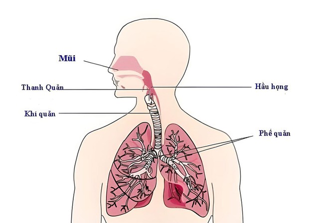 Chế độ ăn cho người bệnh viêm đường hô hấp trên- Ảnh 2.