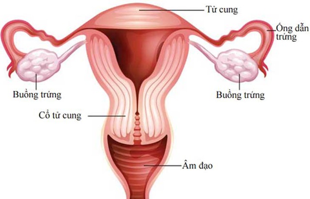 Chế độ ăn cho người bệnh ung thư âm đạo- Ảnh 2.