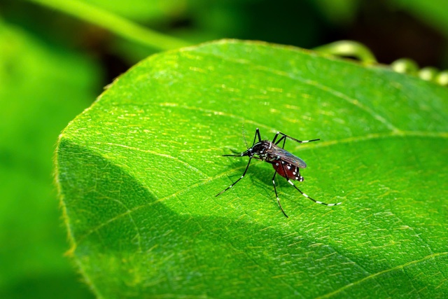 Không chỉ sốt xuất huyết, virus zika, sốt rét, viêm não Nhật Bản cũng cần được các gia đình quan tâm và phòng ngừa- Ảnh 3.