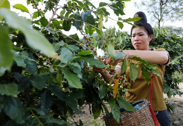 "Cà phê chị em" ở Điện Biên - nơi những người phụ nữ tìm lại vị thế của mình- Ảnh 2.