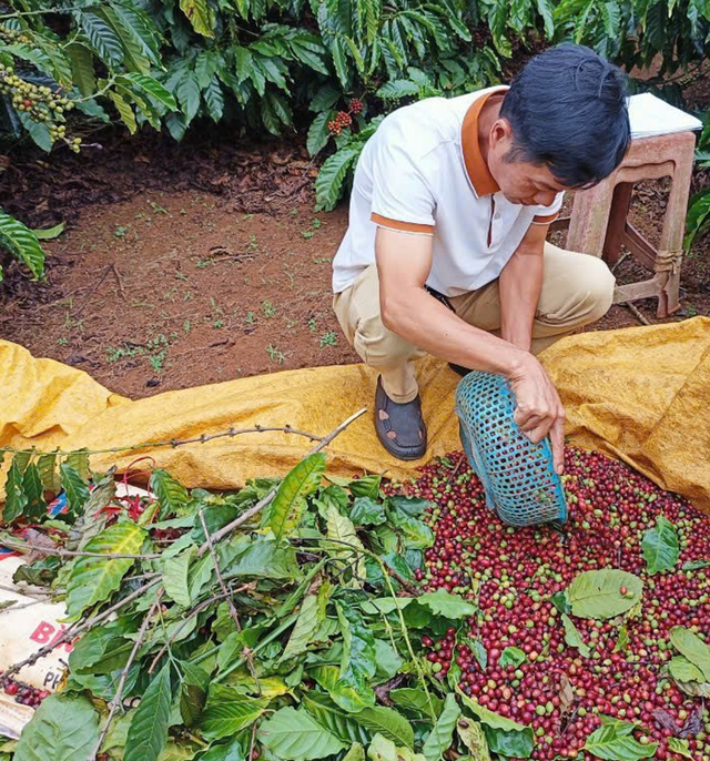 Công an khuyến cáo người dân cảnh giác trộm cắp cà phê- Ảnh 2.