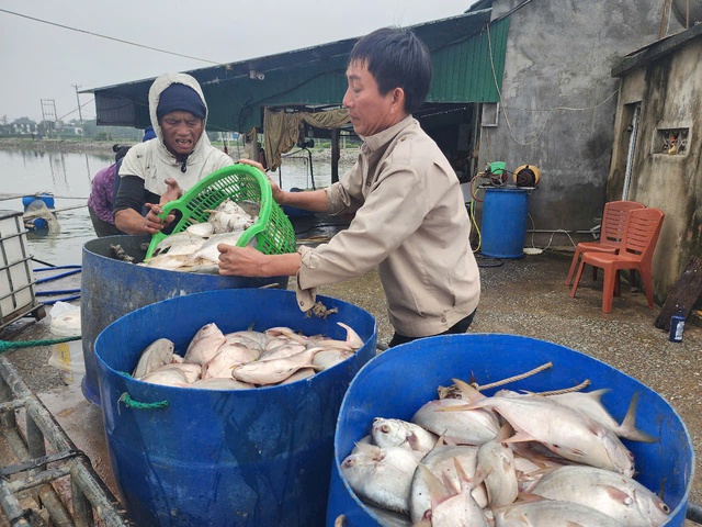 Hàng tấn cá chết trắng hồ, bốc mùi hôi thối- Ảnh 2.