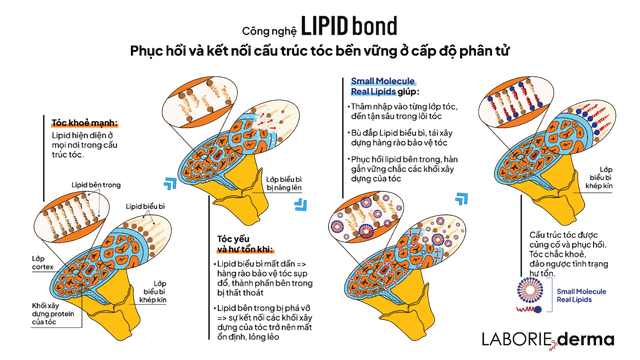 Sức mạnh khoa học công nghệ Lipid Bond của LABORIE derma giúp phục hồi tóc hư tổn chỉ với 1 lần sử dụng trong 8 phút- Ảnh 3.