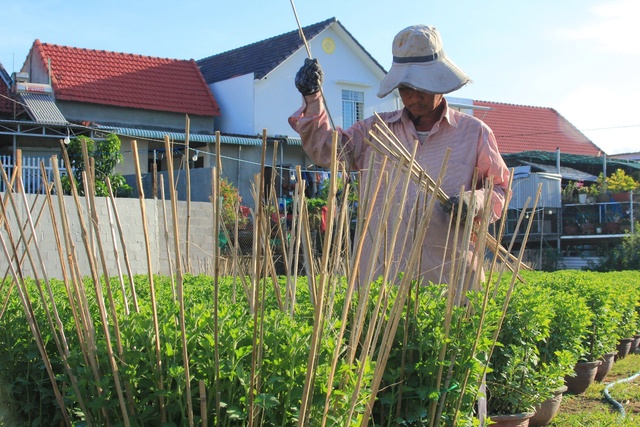 Vựa hoa cúc ở Nam Trung Bộ 'chờ' Tết- Ảnh 1.