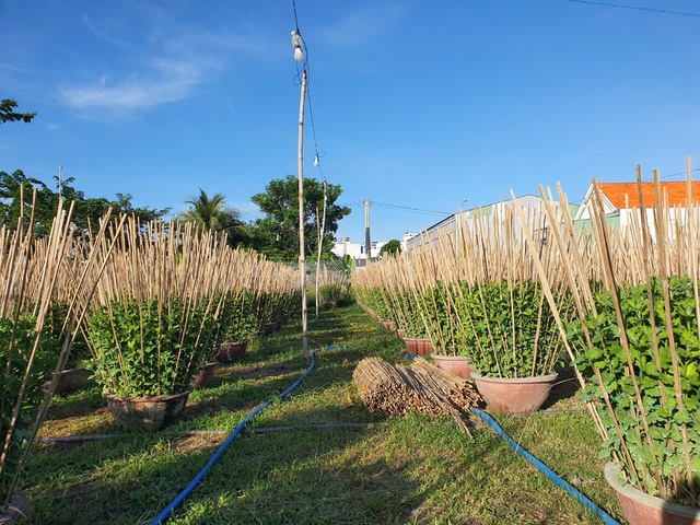 Vựa hoa cúc ở Nam Trung Bộ 'chờ' Tết- Ảnh 2.