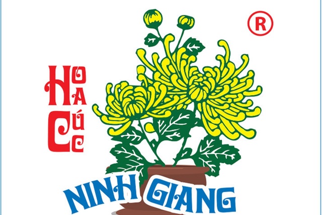 Vựa hoa cúc ở Nam Trung Bộ 'chờ' Tết- Ảnh 3.