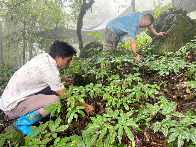 Lai Châu: Cần đẩy mạnh phát triển kinh tế dưới tán rừng- Ảnh 1.