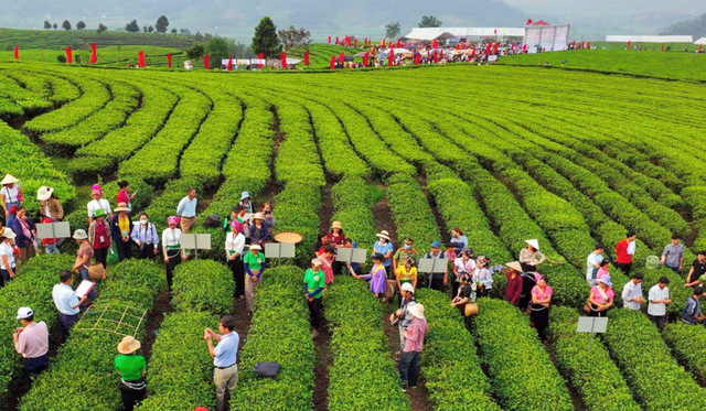 Lai Châu phát huy tiềm năng, lợi thế cây chè trong phát triển kinh tế- Ảnh 1.