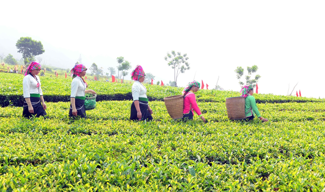 Lai Châu phát huy tiềm năng, lợi thế cây chè trong phát triển kinh tế- Ảnh 2.