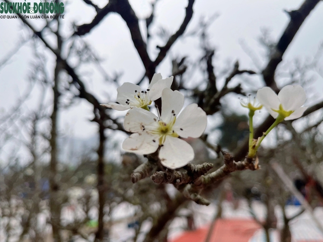 Hoa lê rừng 'xuống phố' phục vụ người Hà Nội sau Tết Nguyên đán- Ảnh 4.