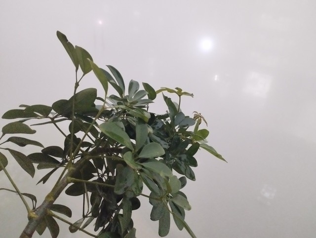 Hà Nội mịt mù trong sương sớm ngày Tết ông Công ông Táo- Ảnh 1.