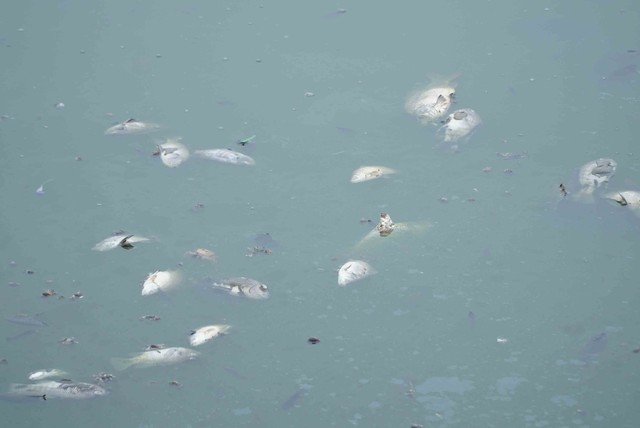 Lượng lớn cá chết bất thường trong công viên Thiên Văn Học- Ảnh 7.