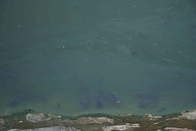 Lượng lớn cá chết bất thường trong công viên Thiên Văn Học- Ảnh 9.