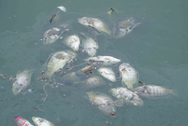 Lượng lớn cá chết bất thường trong công viên Thiên Văn Học- Ảnh 8.