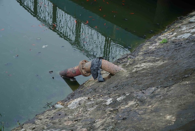 Lượng lớn cá chết bất thường trong công viên Thiên Văn Học- Ảnh 10.