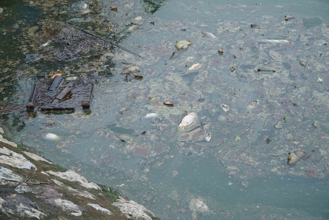 Lượng lớn cá chết bất thường trong công viên Thiên Văn Học- Ảnh 2.