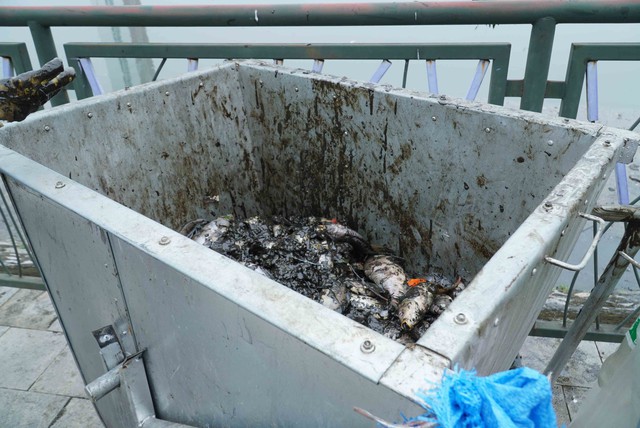 Lượng lớn cá chết bất thường trong công viên Thiên Văn Học- Ảnh 5.