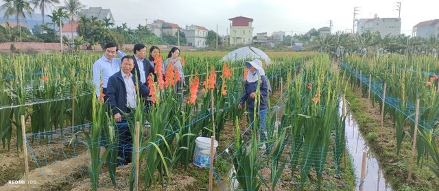 Nhà khoa học tạo giống hoa lay ơn ra hoa theo ý muốn- Ảnh 3.