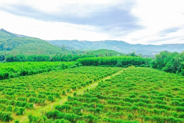 Giải pháp an toàn từ dây thìa canh 3 chuẩn giúp hỗ trợ ổn định đường huyết- Ảnh 2. Giải pháp an toàn từ dây thìa canh 3 chuẩn giúp hỗ trợ ổn định đường huyết- Ảnh 2.