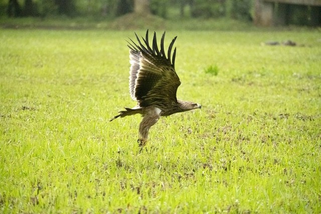 Thả chim đại bàng quý hiếm về Vườn quốc gia Cúc Phương- Ảnh 2.