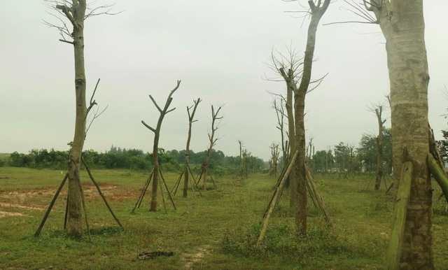 Bộ Công an yêu cầu Thừa Thiên Huế cung cấp thông tin dự án cây xanh- Ảnh 1.