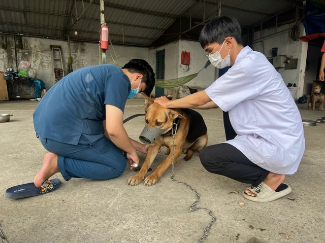 Trên 90% chó mèo ở TPHCM đã được tiêm phòng bệnh dại- Ảnh 1.